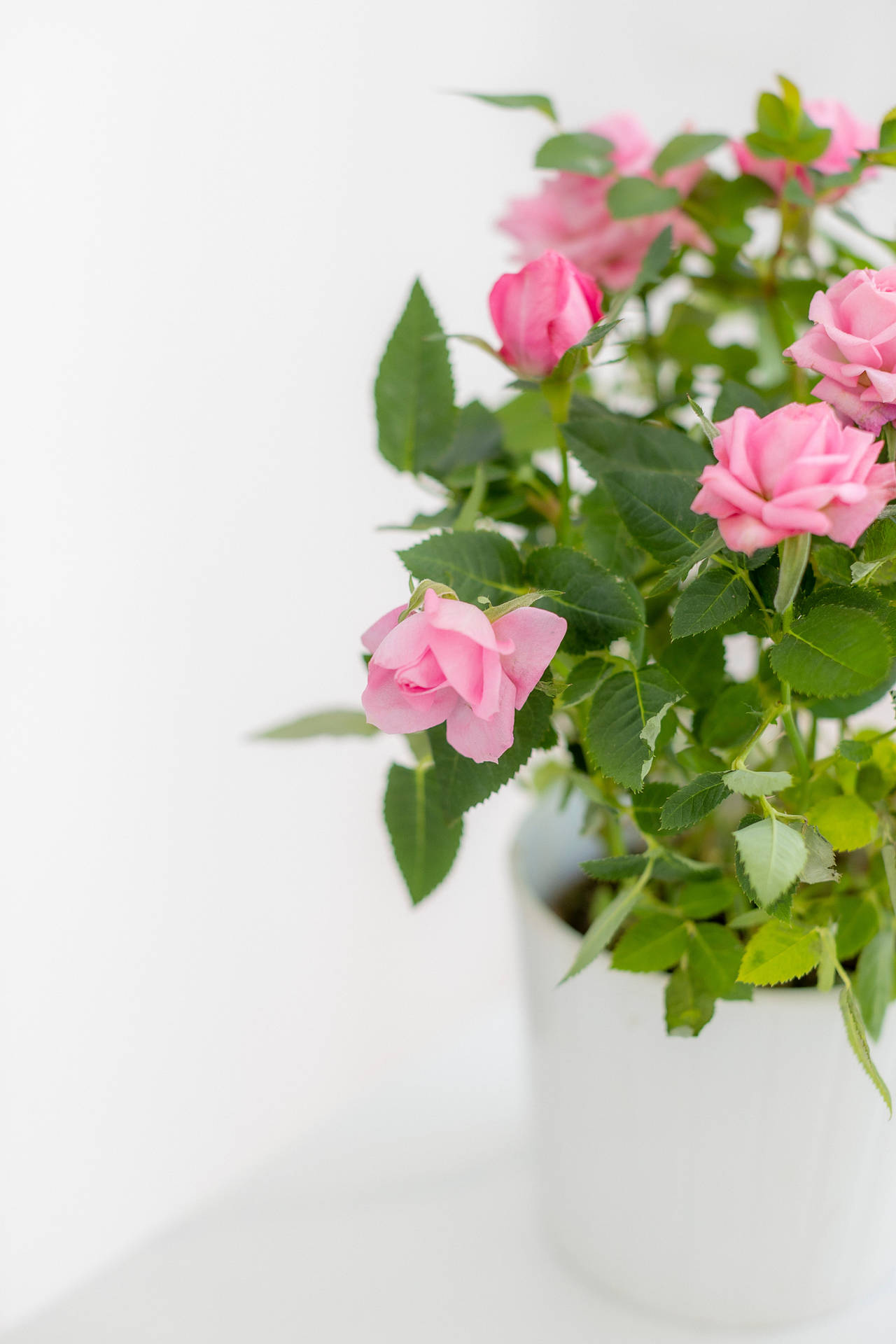 Pink Flowers Aesthetic In White Pot