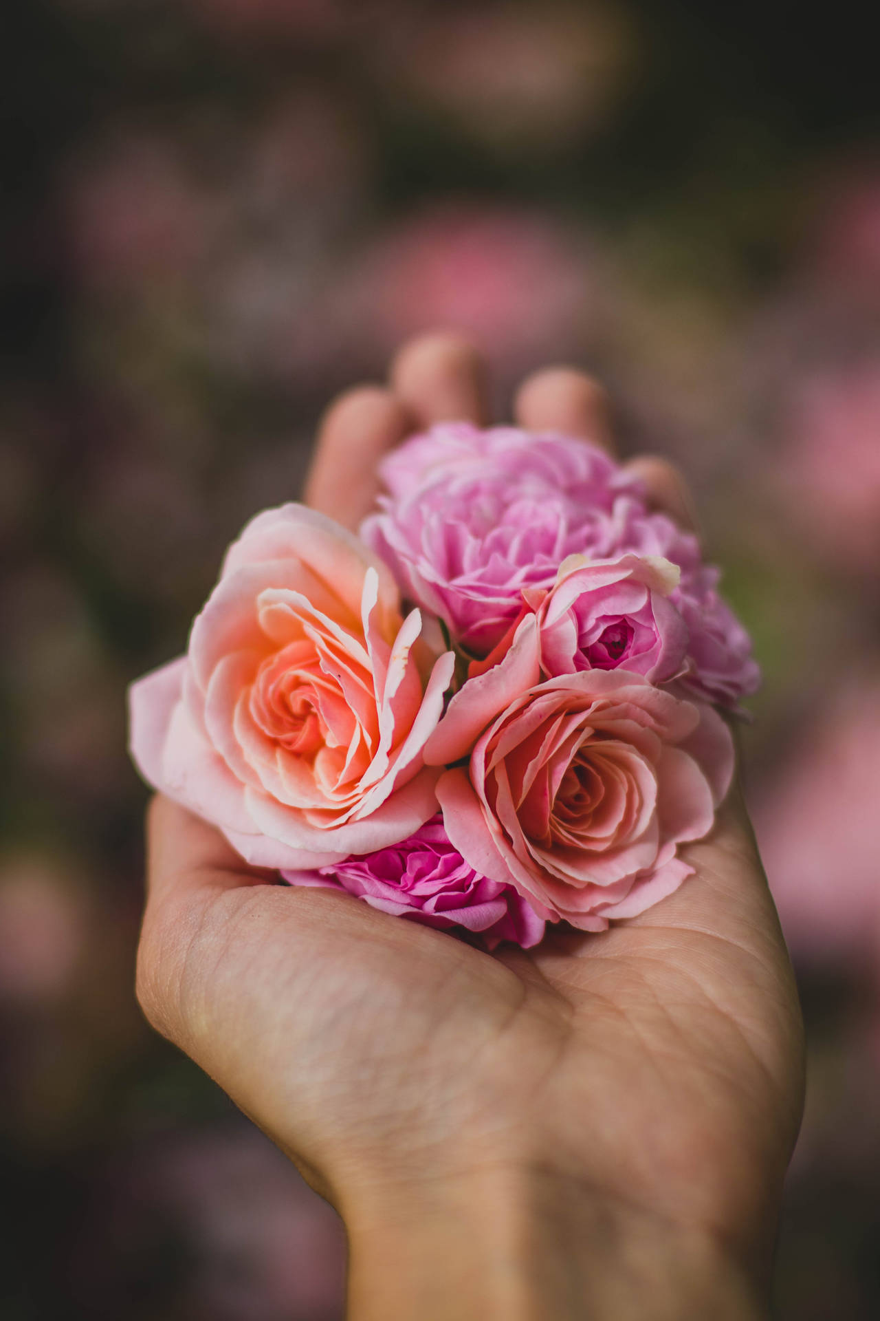 Pink Flowers Aesthetic On Palm Background