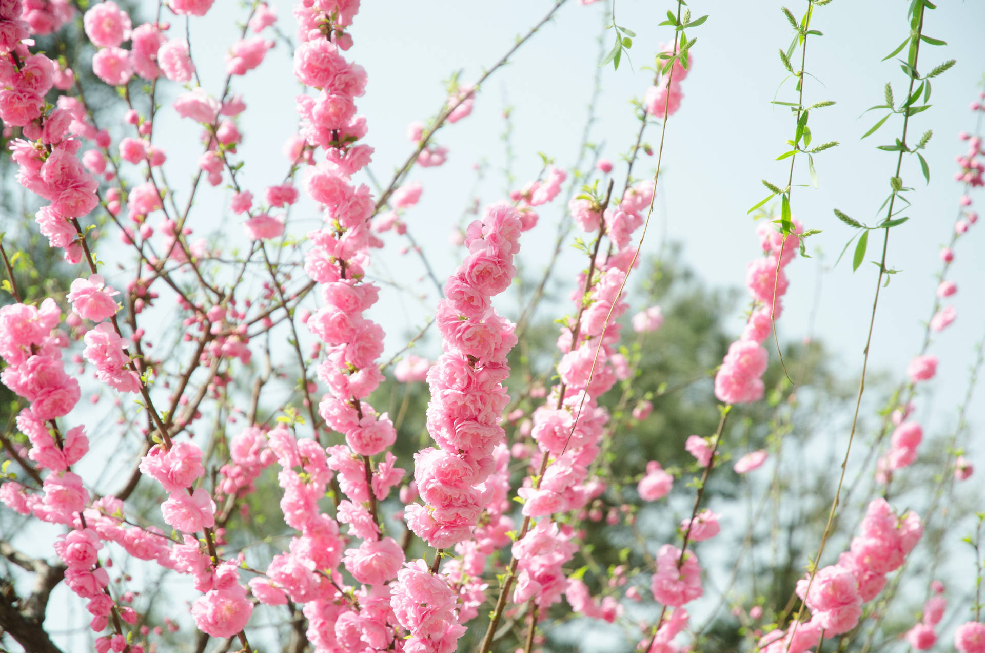 Pink Flowers Aesthetic Sky Background Background