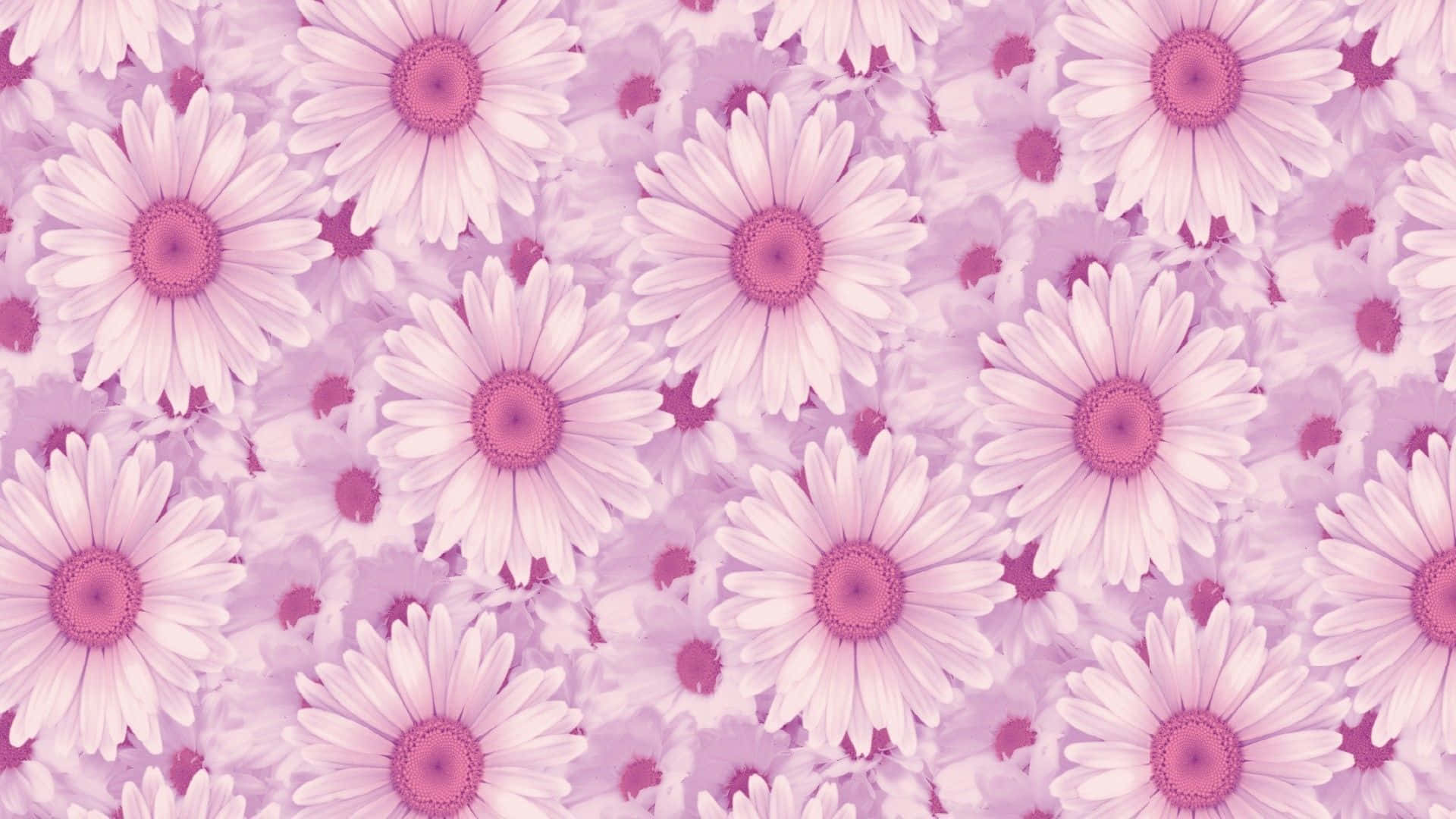 Pink Flowers Aesthetic Tumblr Background