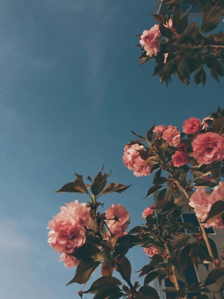 Pink Flowers Against A Blue Sky Background