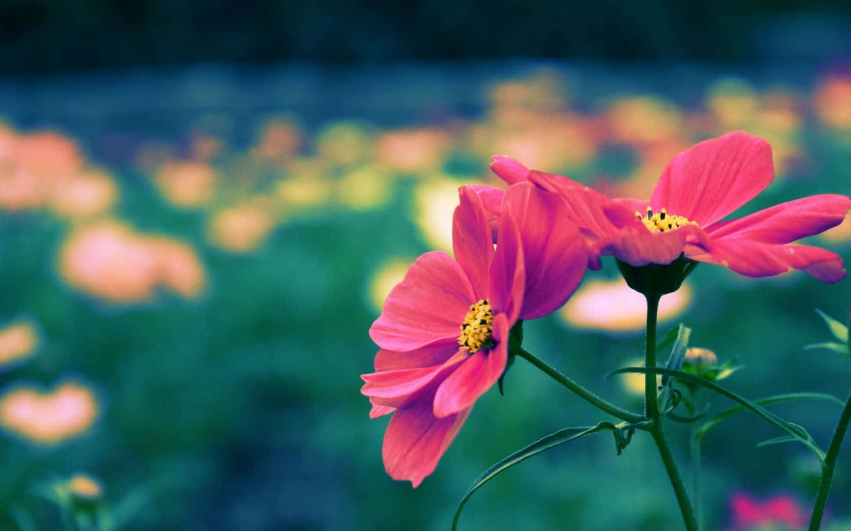 Pink Flowers Bokeh Cute Floral