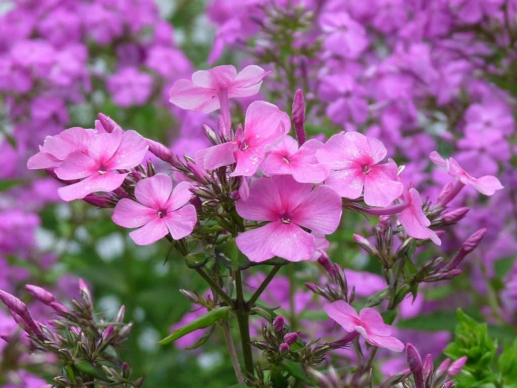Pink Flowers Captured With A Perennial Smell