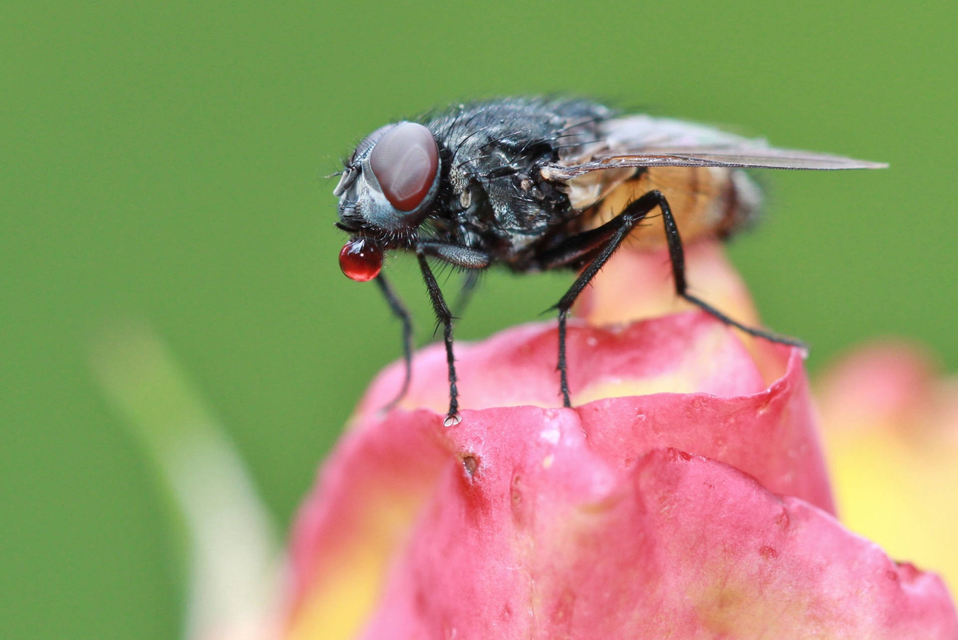 Pink Flowers Fly