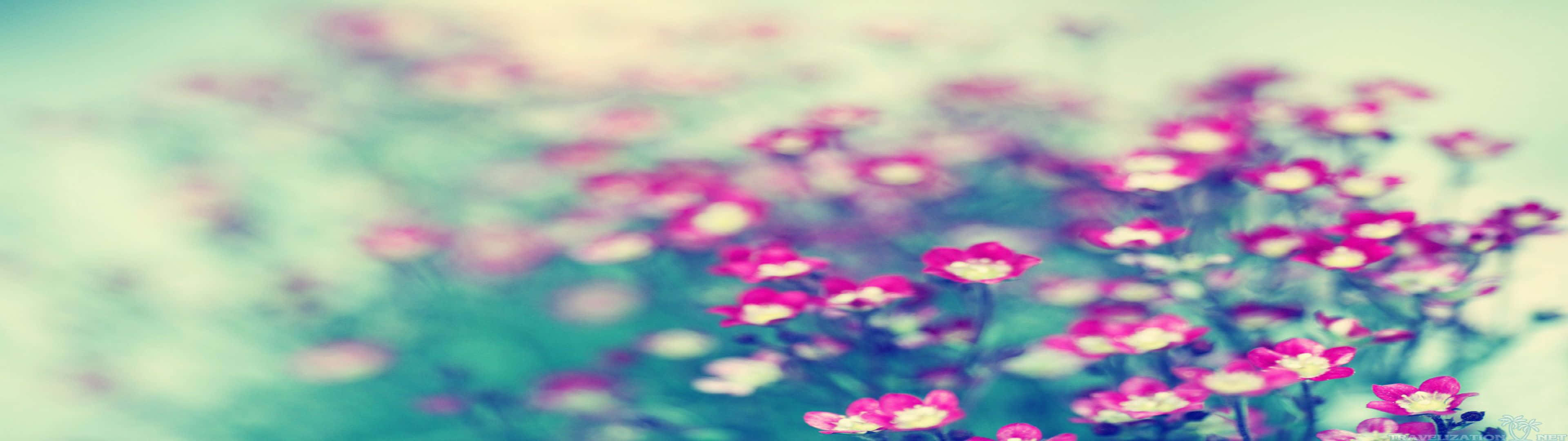Pink Flowers In A Blurry Background Background