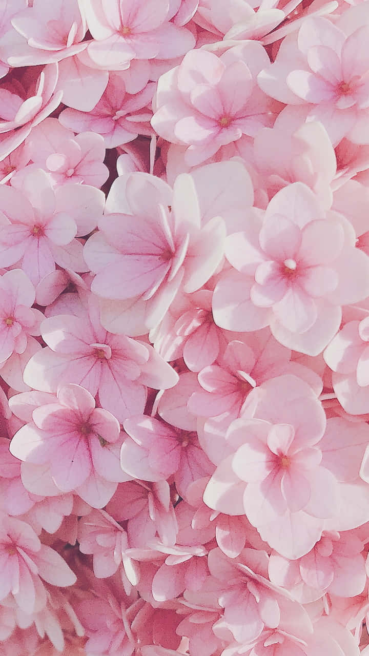 Pink Flowers In A Bouquet