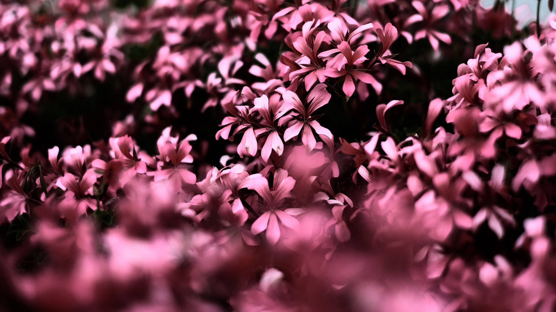 Pink Flowers In A Dark