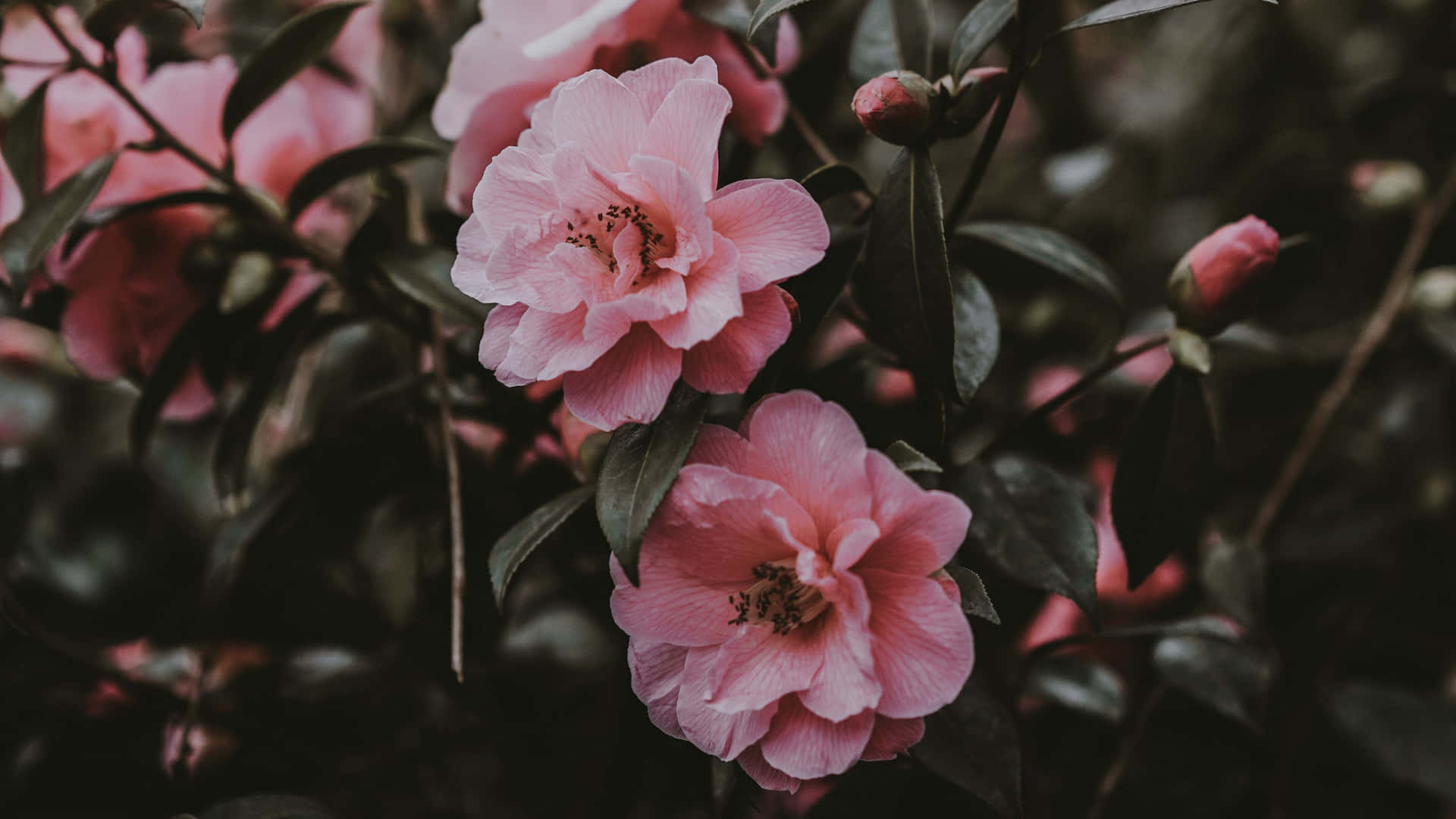 Pink Flowers In A Garden With Dark Leaves Background