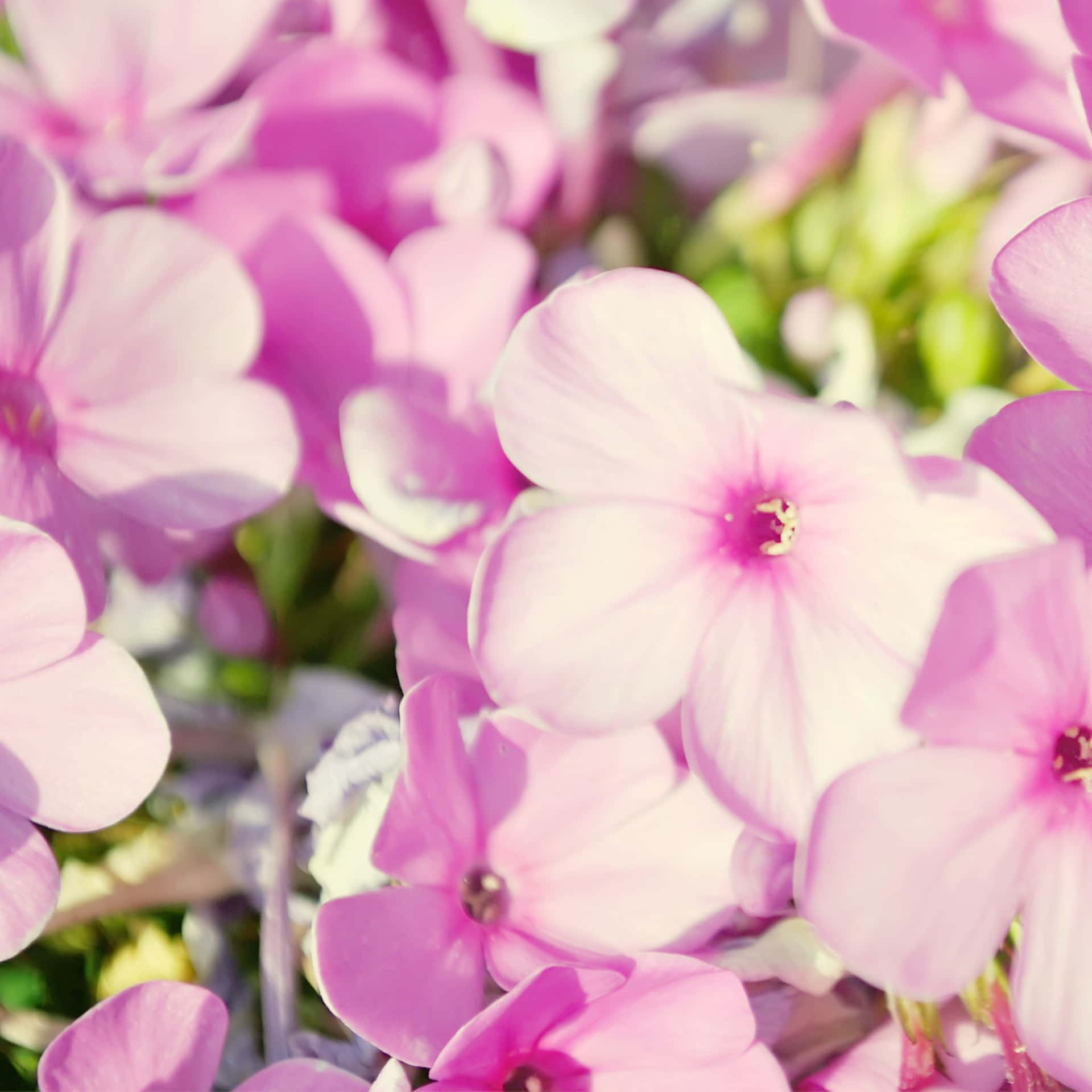 Pink Flowers In A Garden With Green Leaves Background