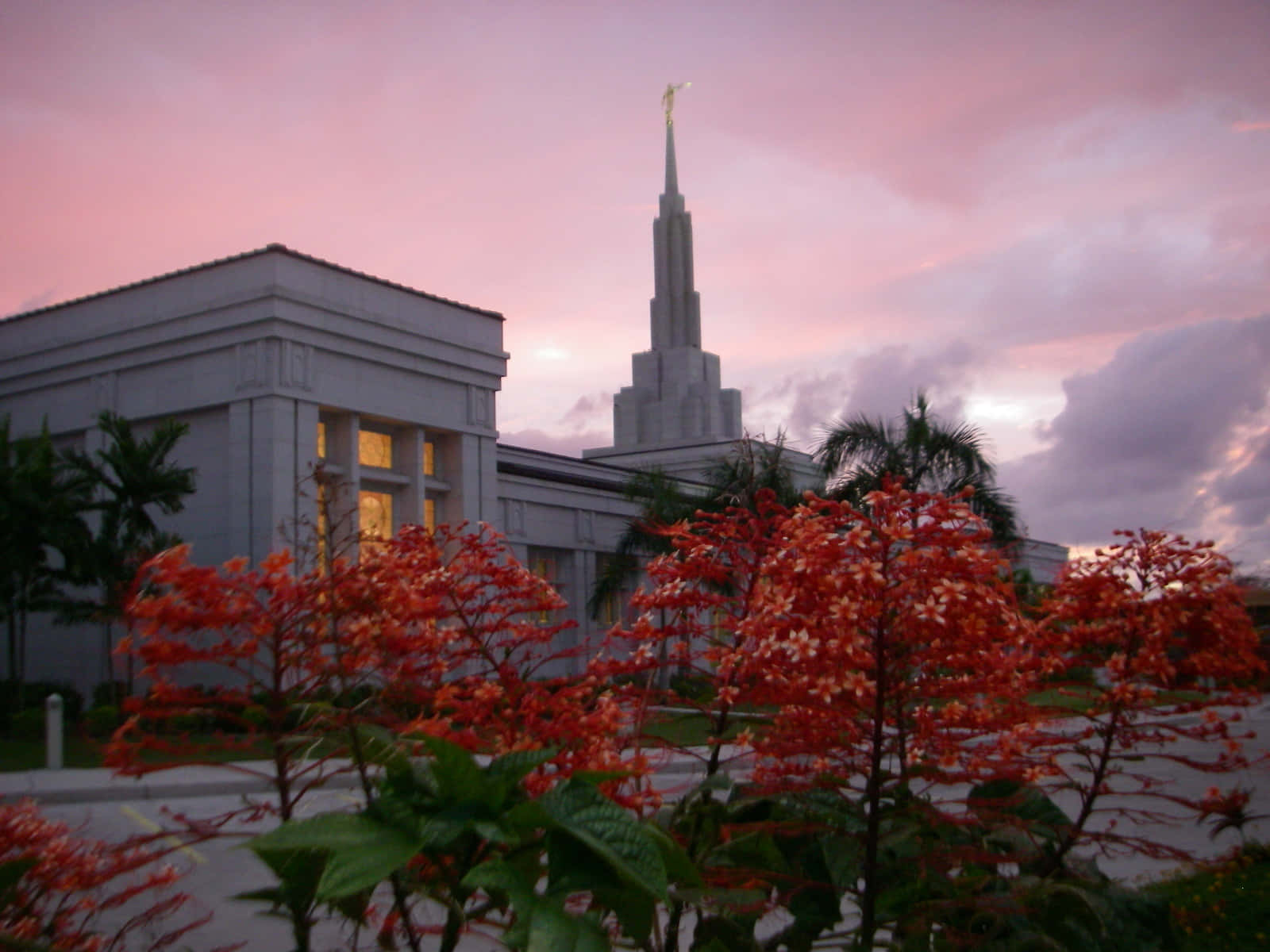 Pink Flowers In Front Of Apia Samoa Temple