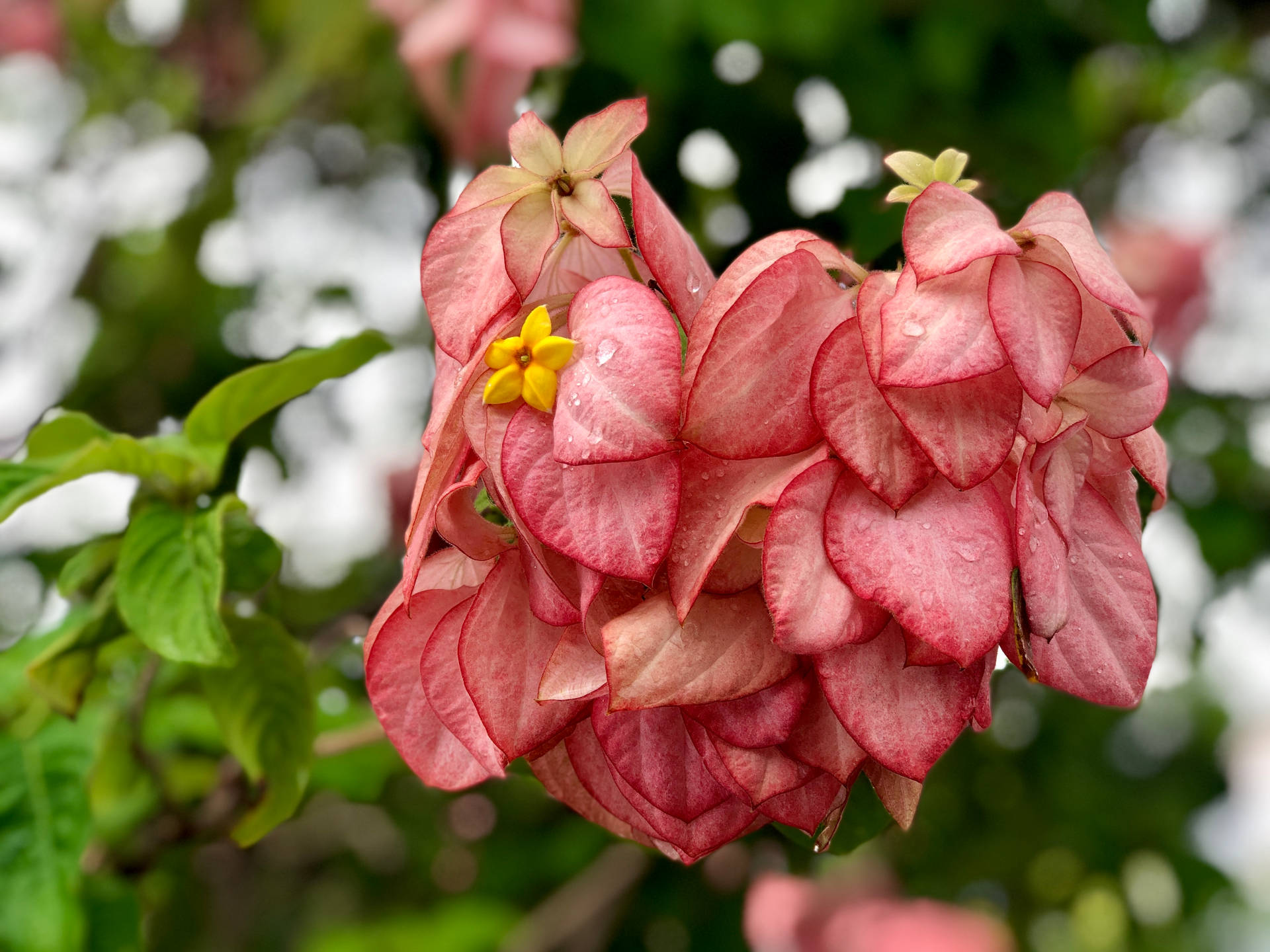 Pink Flowers In Honduras Background