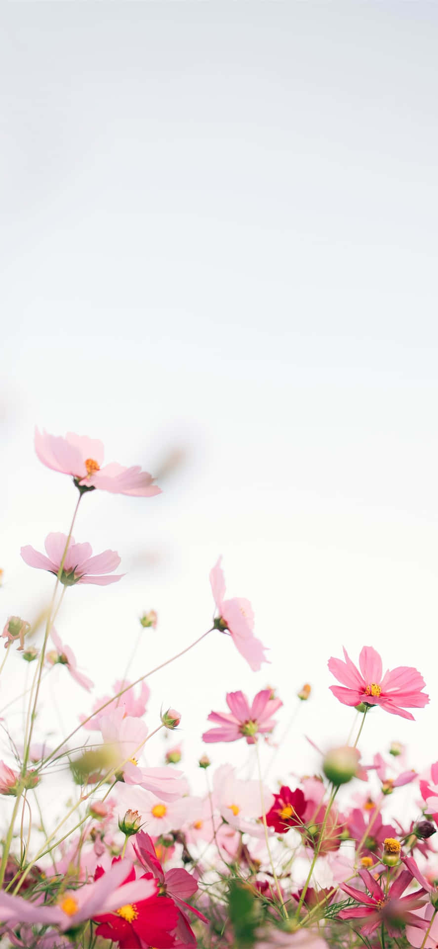 Pink Flowers In The Air With A Blue Sky Background