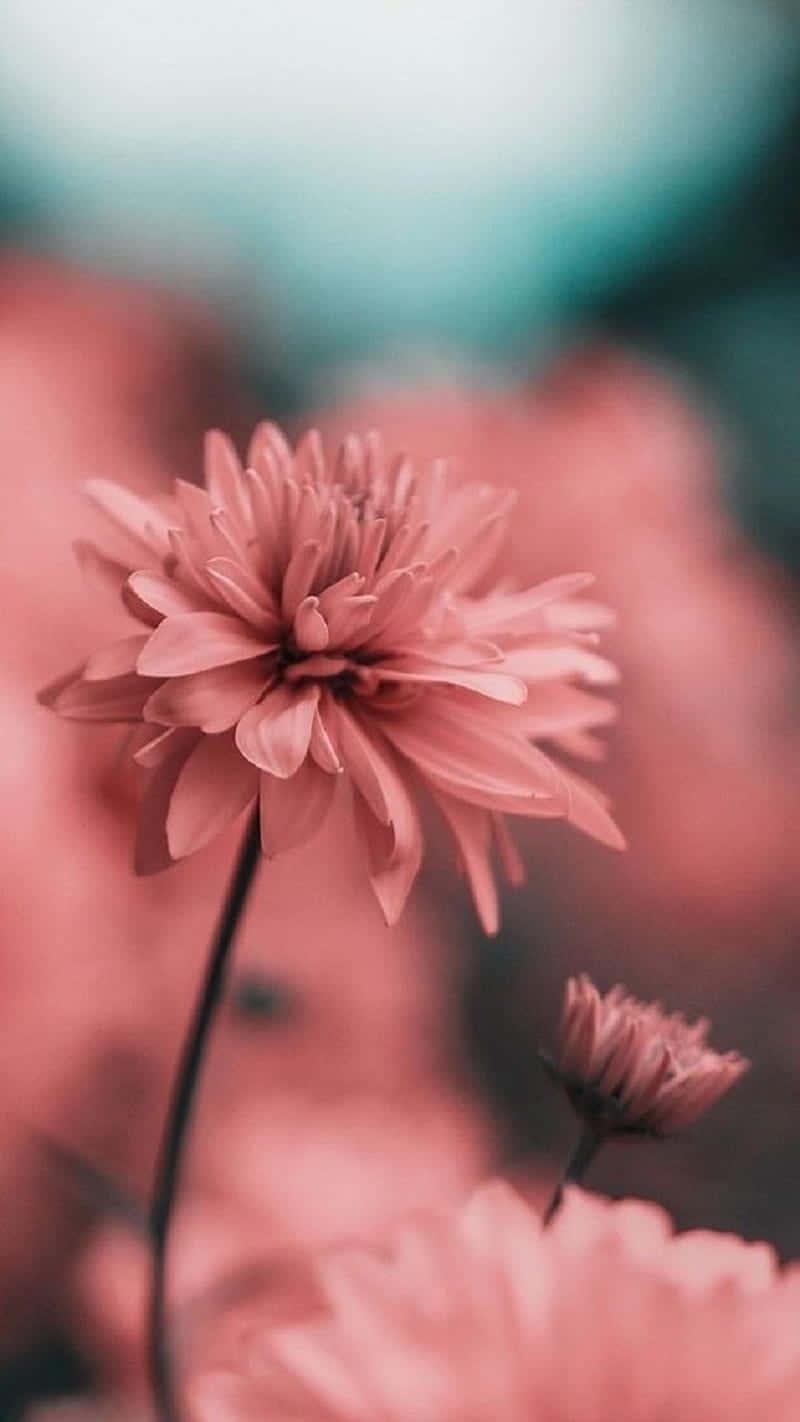 Pink Flowers In The Background Of A Blurry Background Background