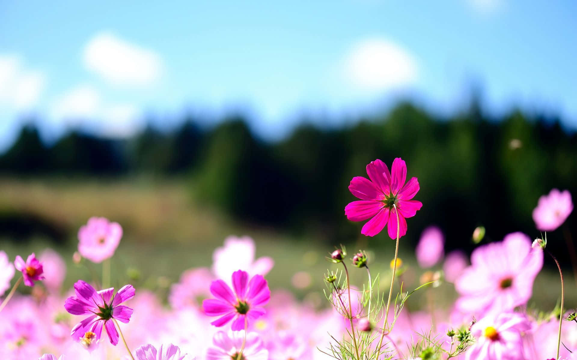 Pink Flowers In The Field With Trees Background