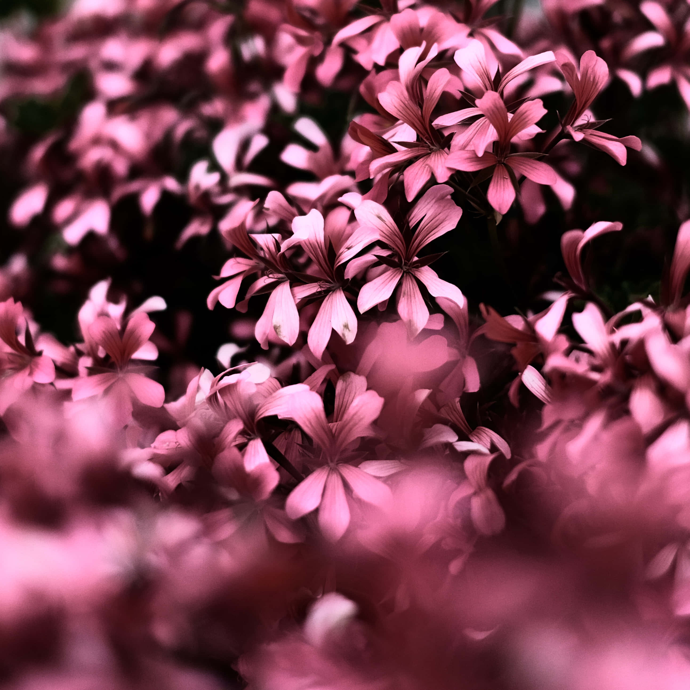 Pink Flowers In The Garden