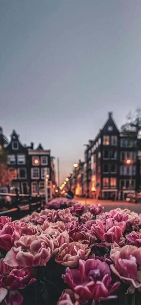 Pink Flowers In The Middle Of A City