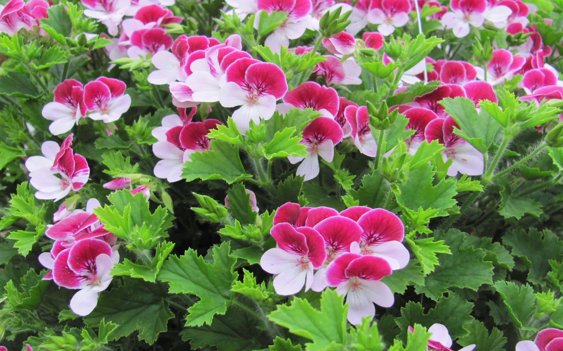 Pink Flowers Nature Green Leaves