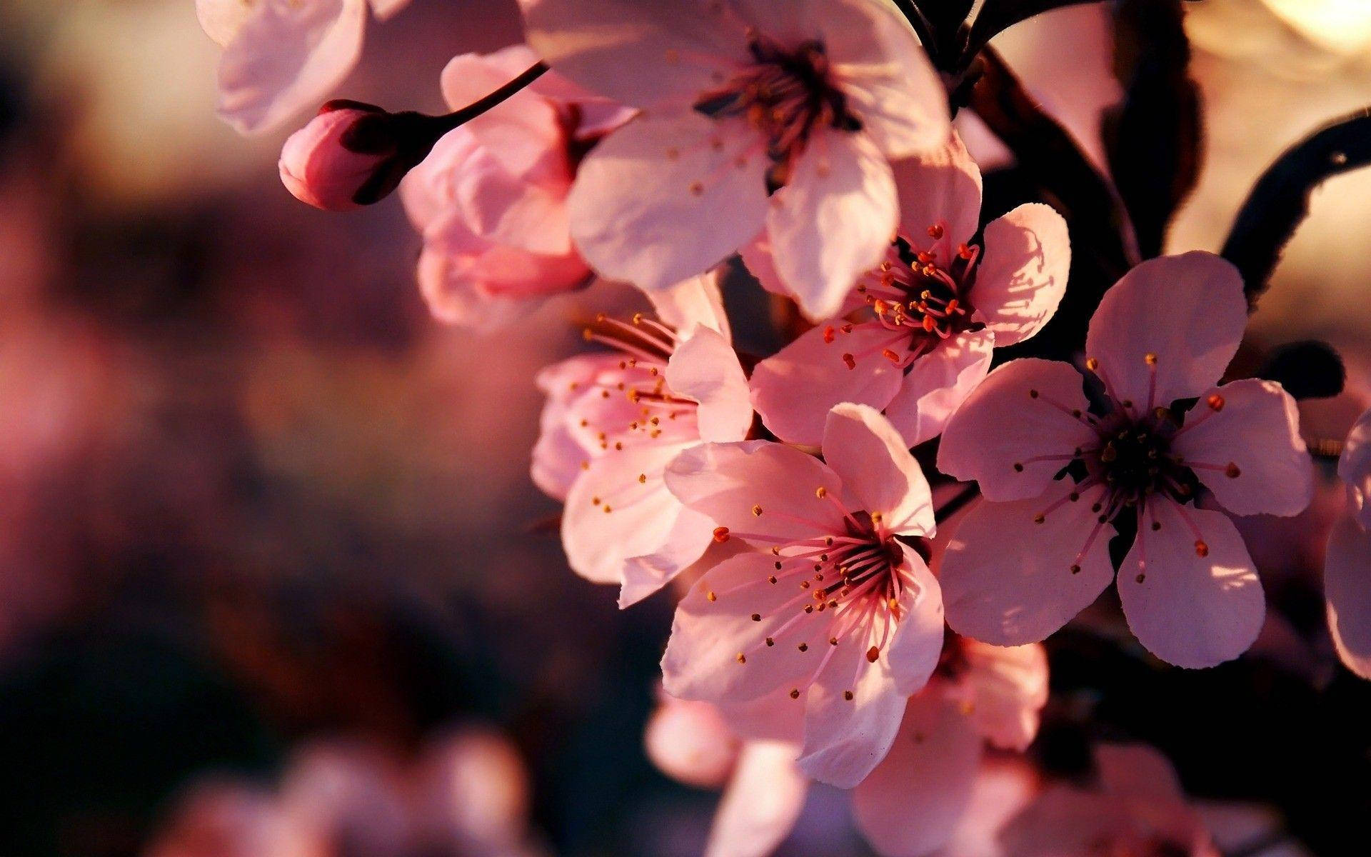 Pink Flowers Of Cherry Blossom Background