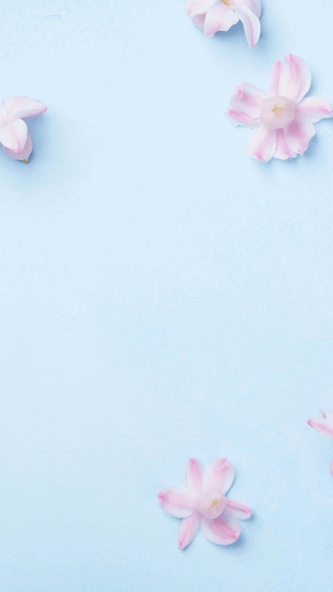 Pink Flowers On A Blue Background Background