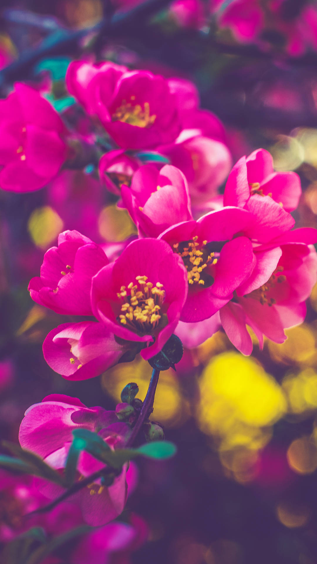 Pink Flowers On A Branch With Blurred Background Background