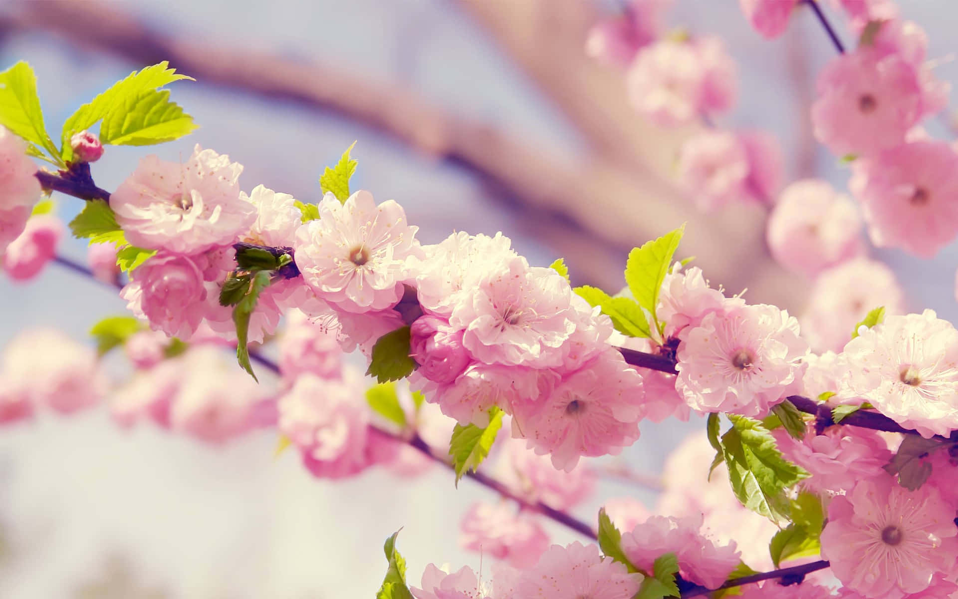 Pink Flowers On A Branch With Green Leaves Background
