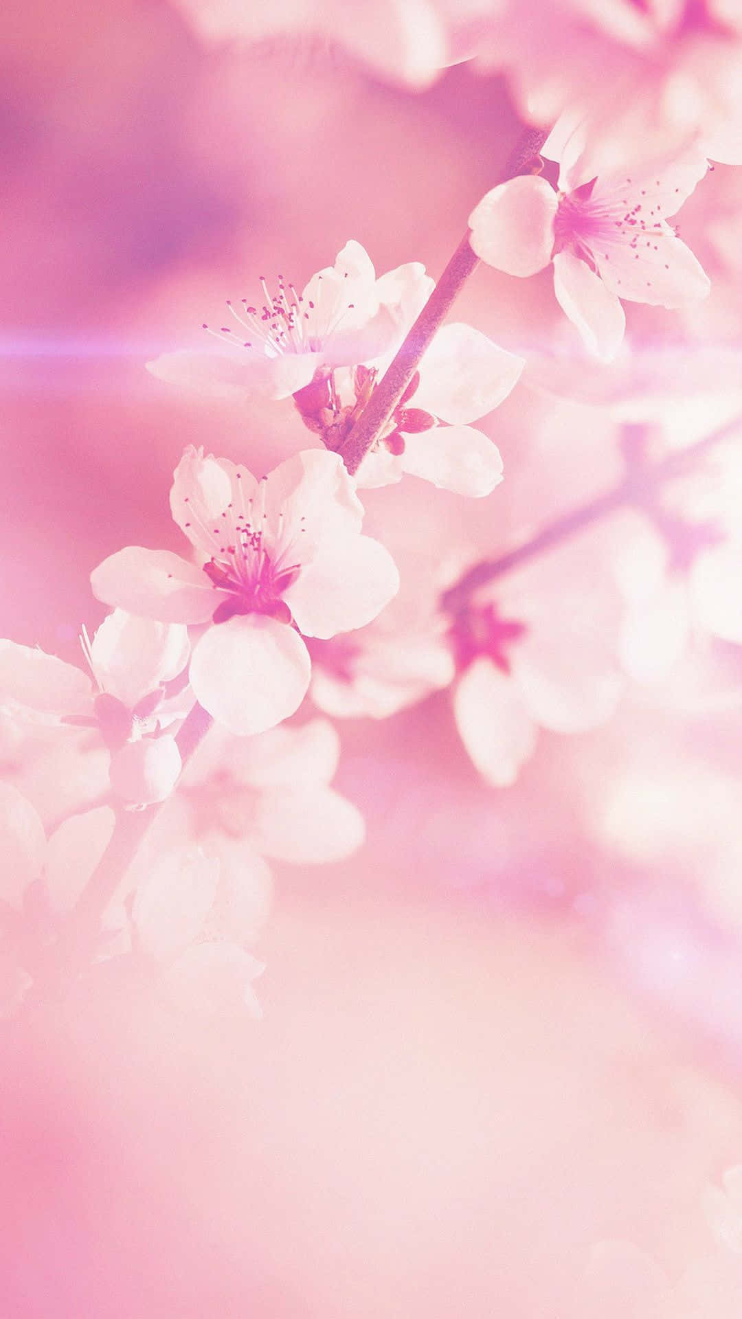 Pink Flowers On A Pink Background Background