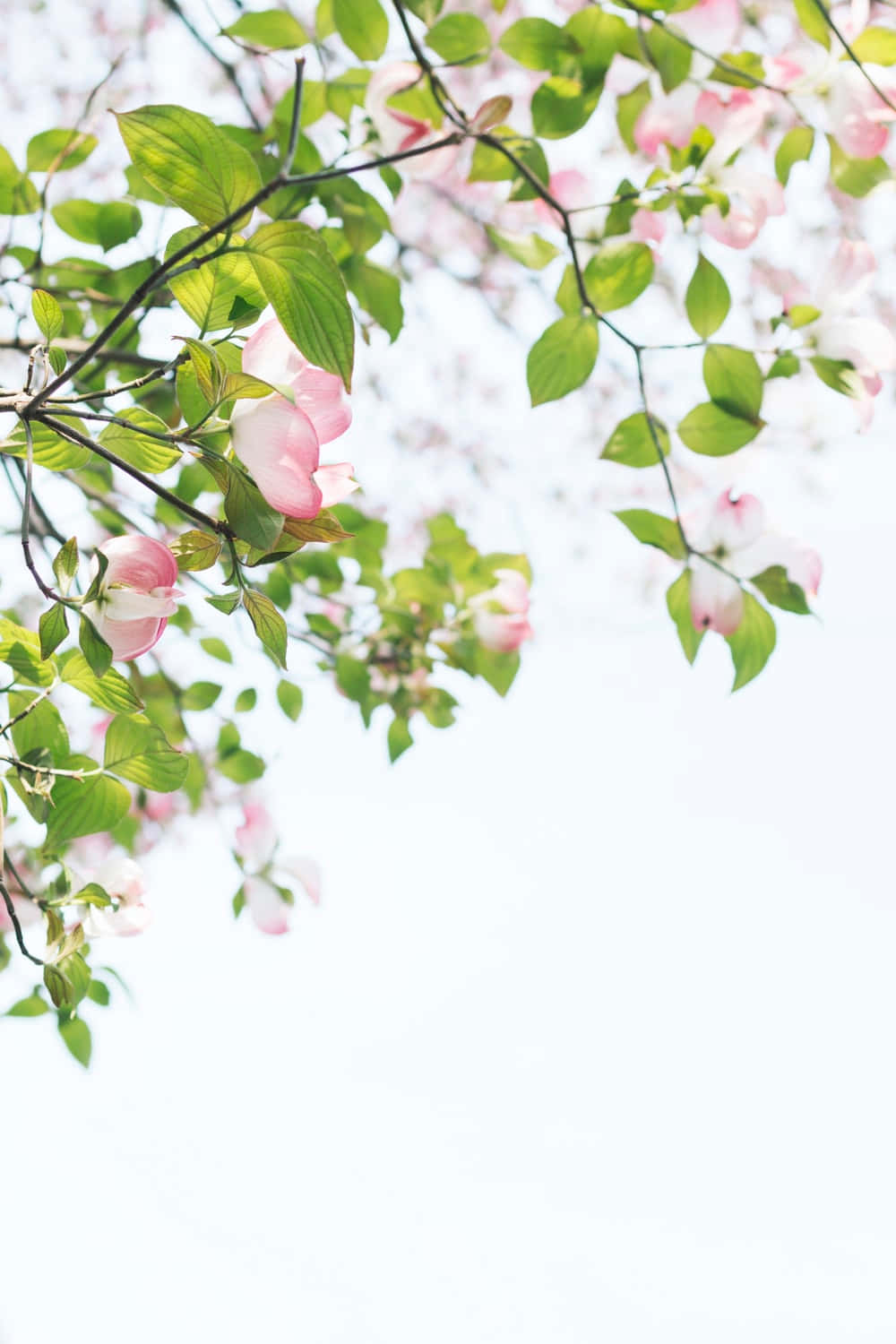 Pink Flowers On A Tree Branch Background