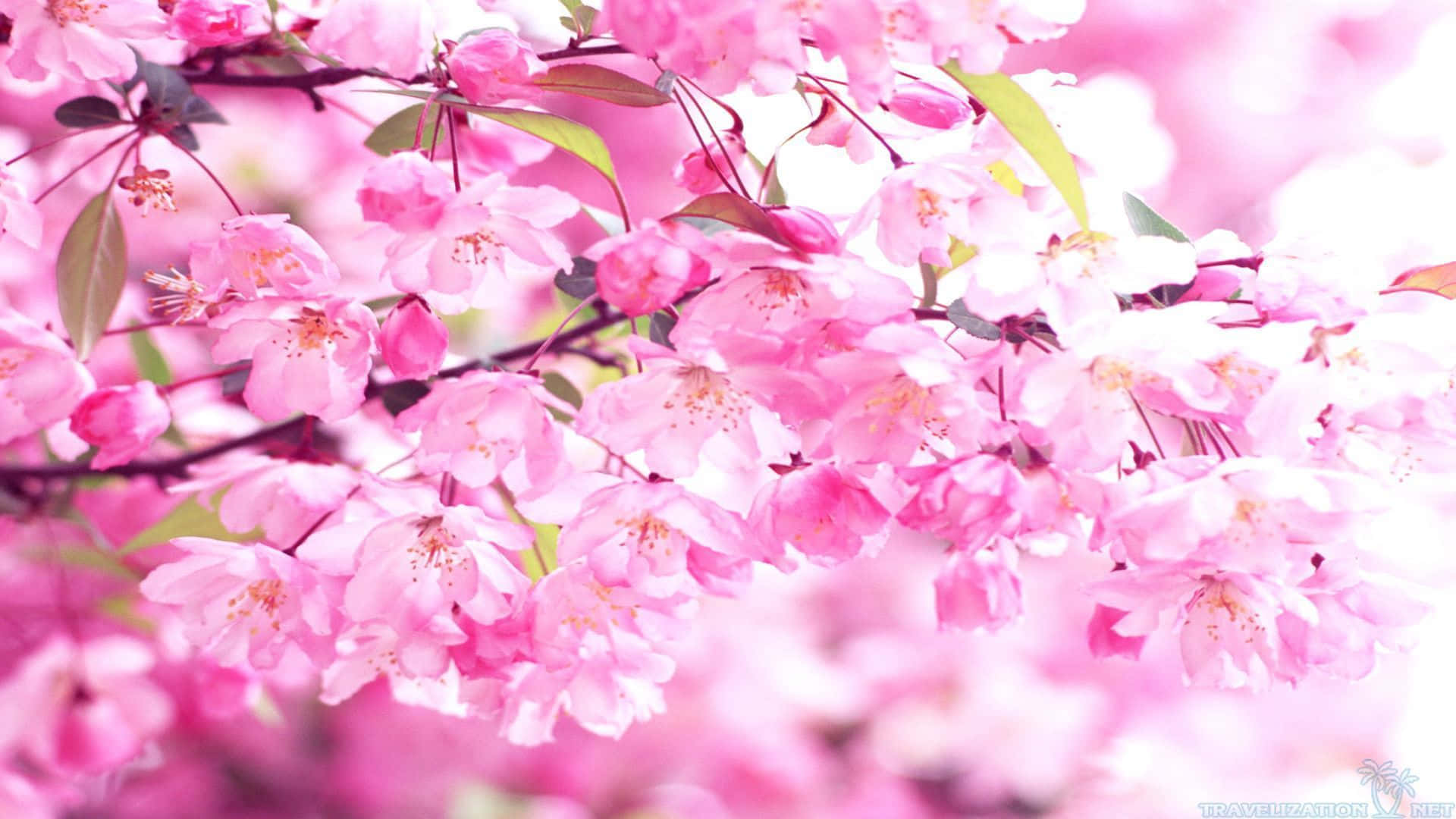 Pink Flowers On A Tree Branch Background