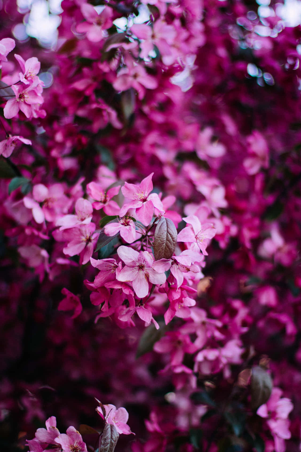 Pink Flowers On A Tree Background