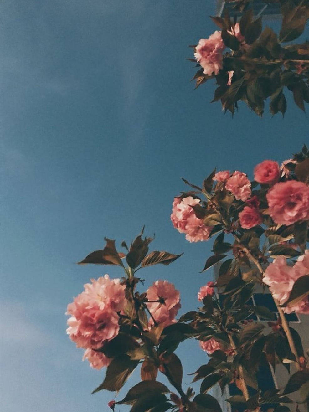 Pink Flowers On Skies Iphone X Nature Background