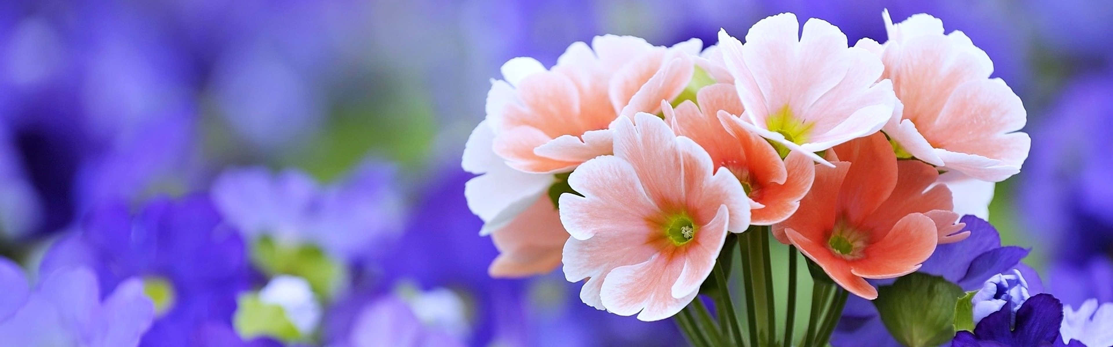 Pink Flowers Spring Dual Screen Background