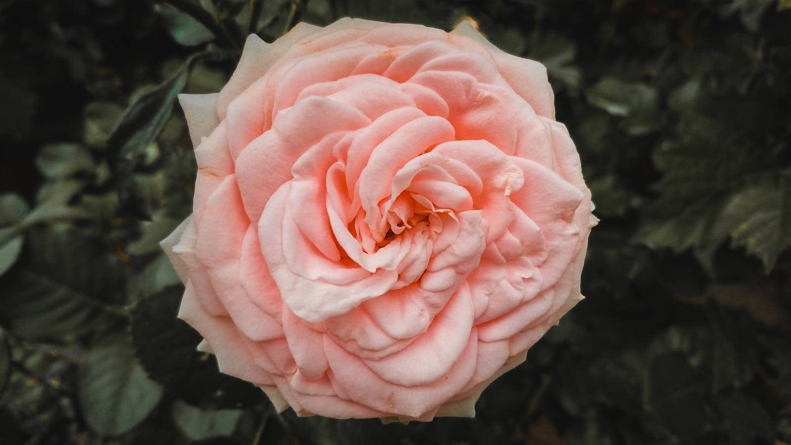 Pink Full Bloom Rose Hd Background