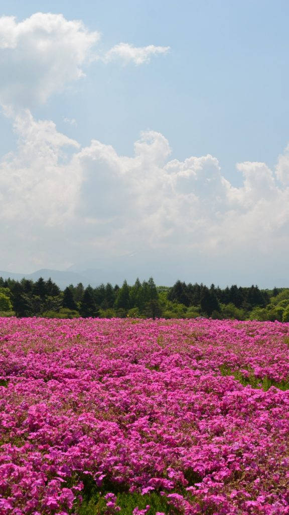 Pink Garden Of Flower Iphone Background