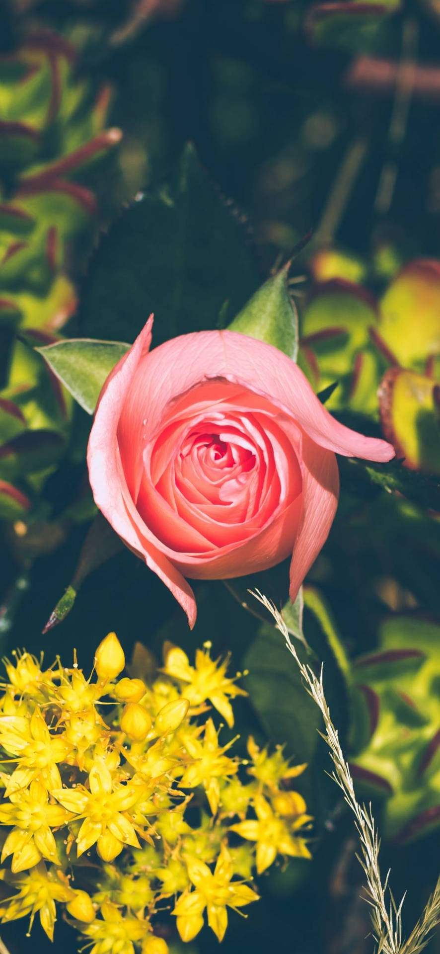 Pink Garden Rose Flower Phone Background