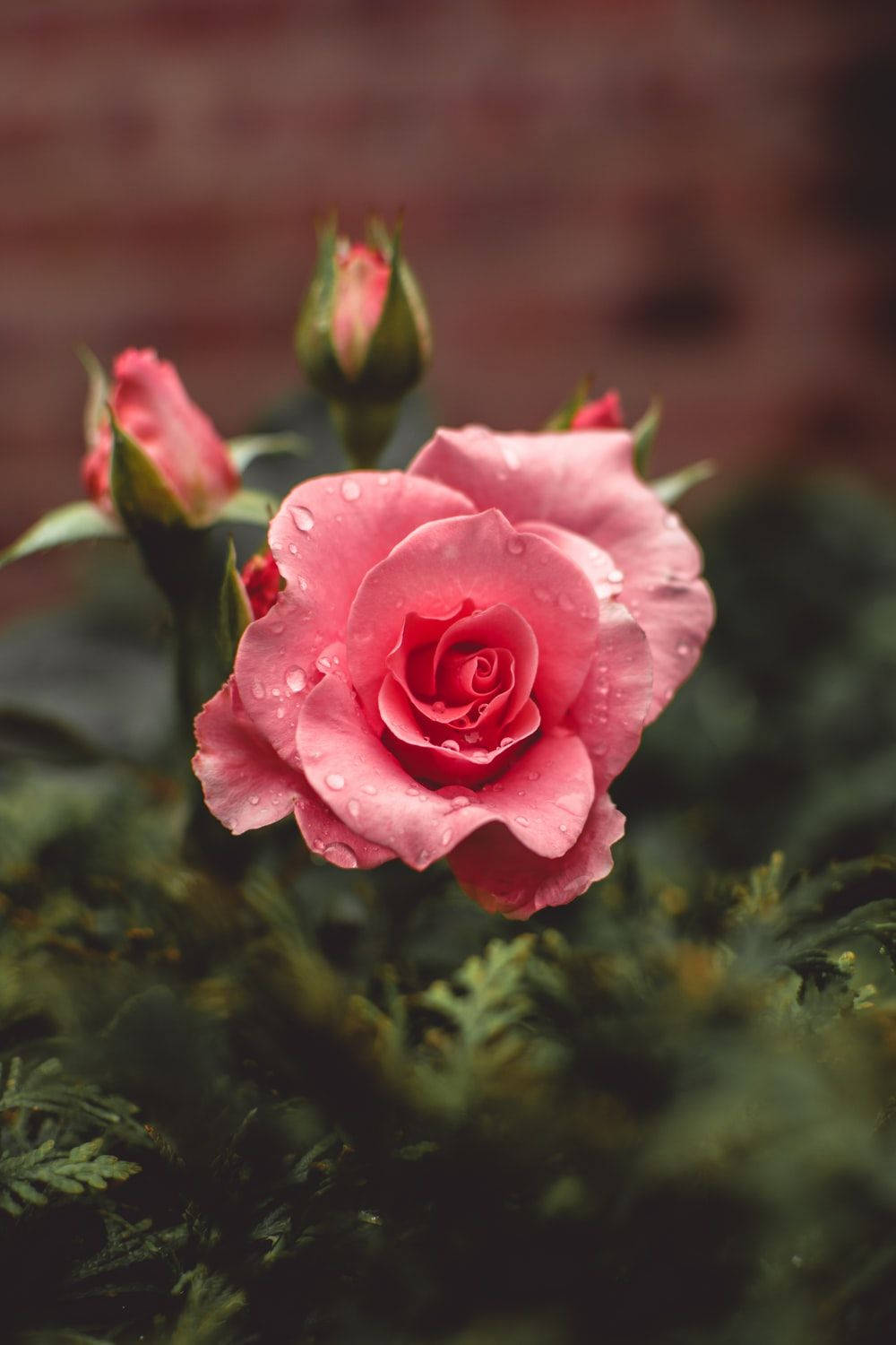 Pink Garden Rose Flowers Background