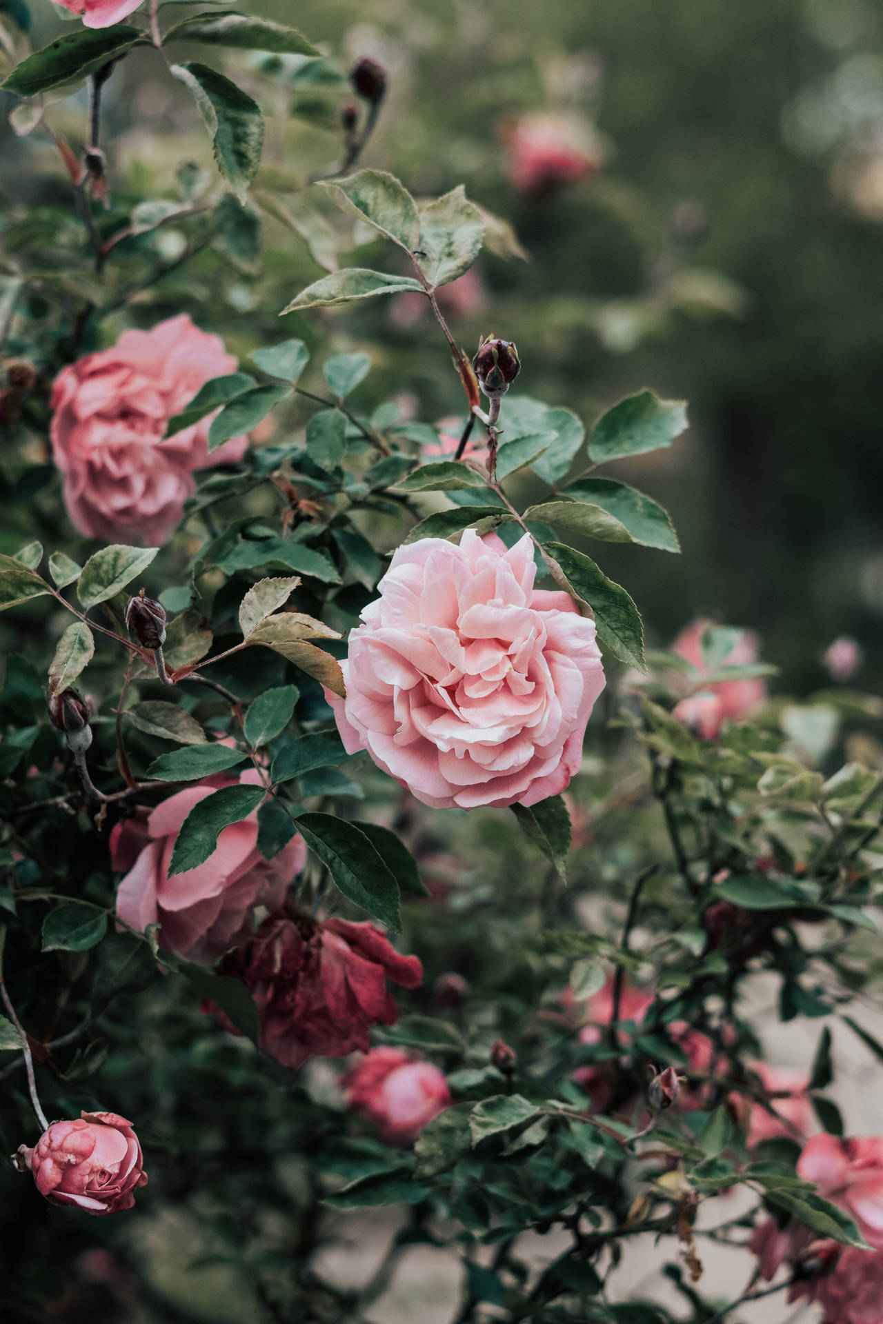 Pink Garden Rose Iphone Background