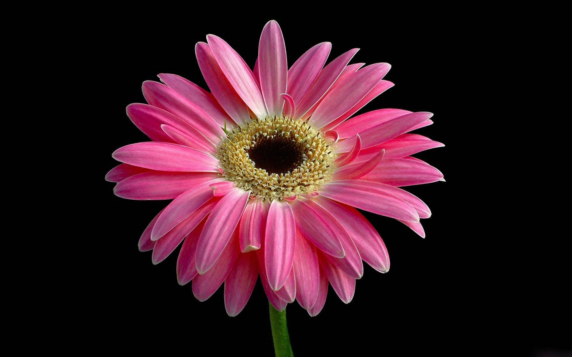 Pink Gerbera Daisy Background