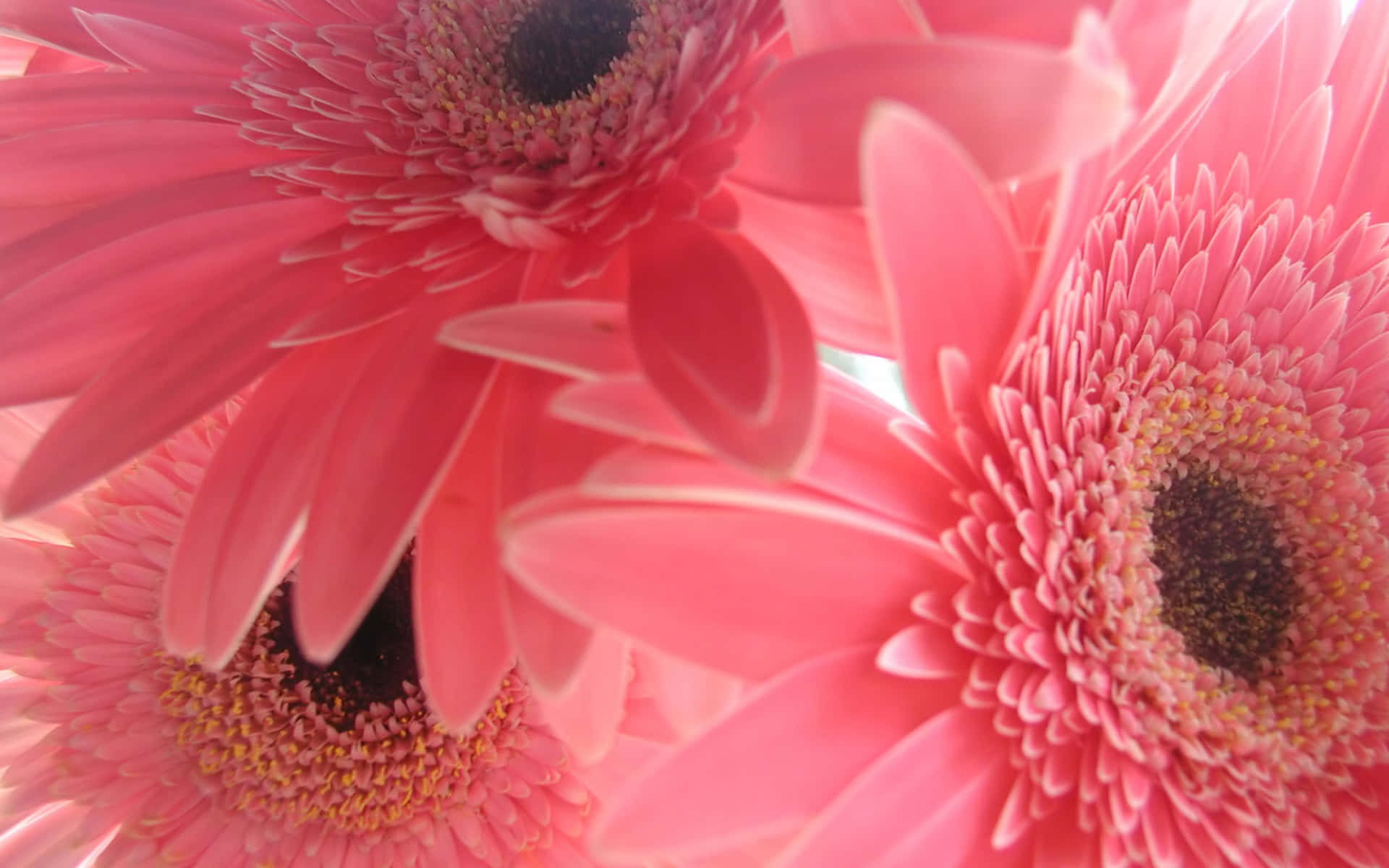 Pink Gerberas In A Vase Background