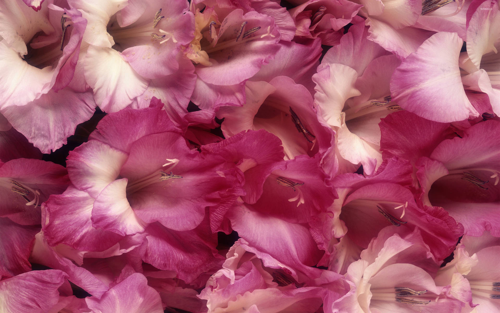 Pink Gladiolus Flower Bulbs Background