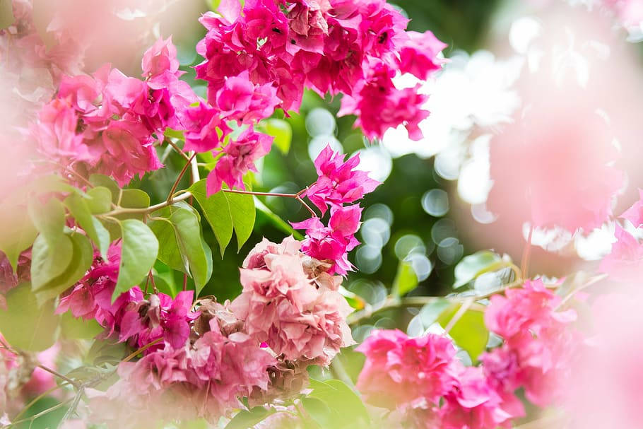 Pink Gorgeous Bougainvillea Background