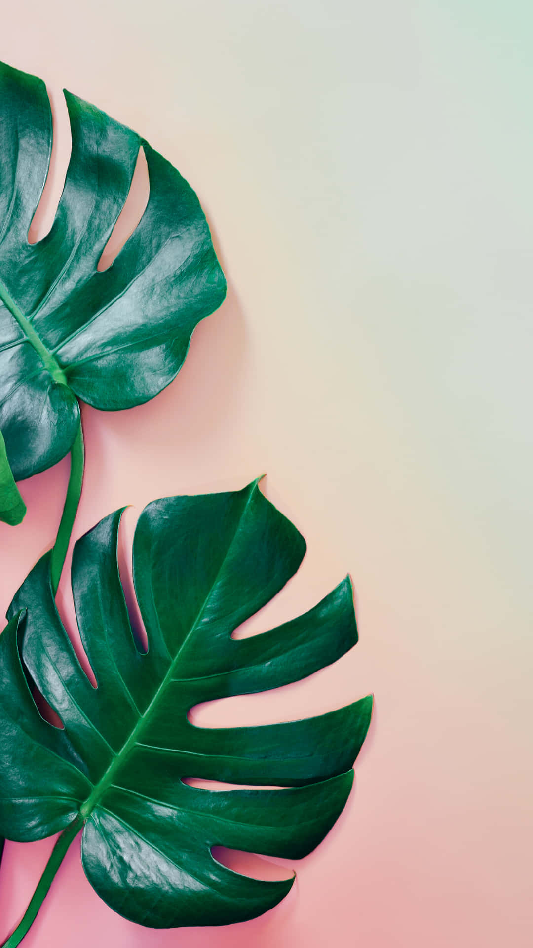 Pink Gradient With Monstera Plant Phone Background