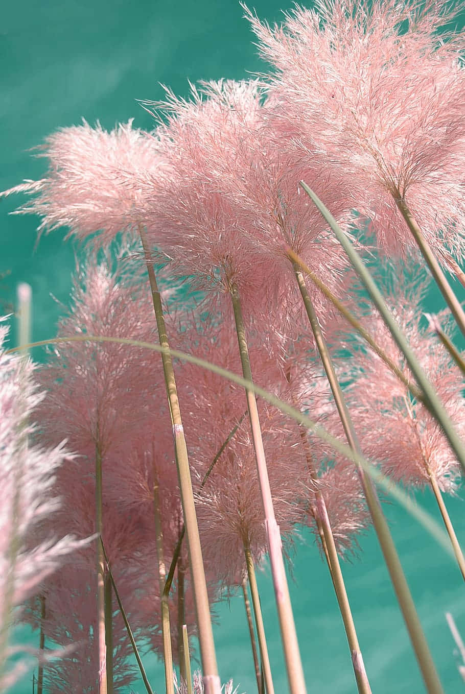 Pink Grass In The Sky Background