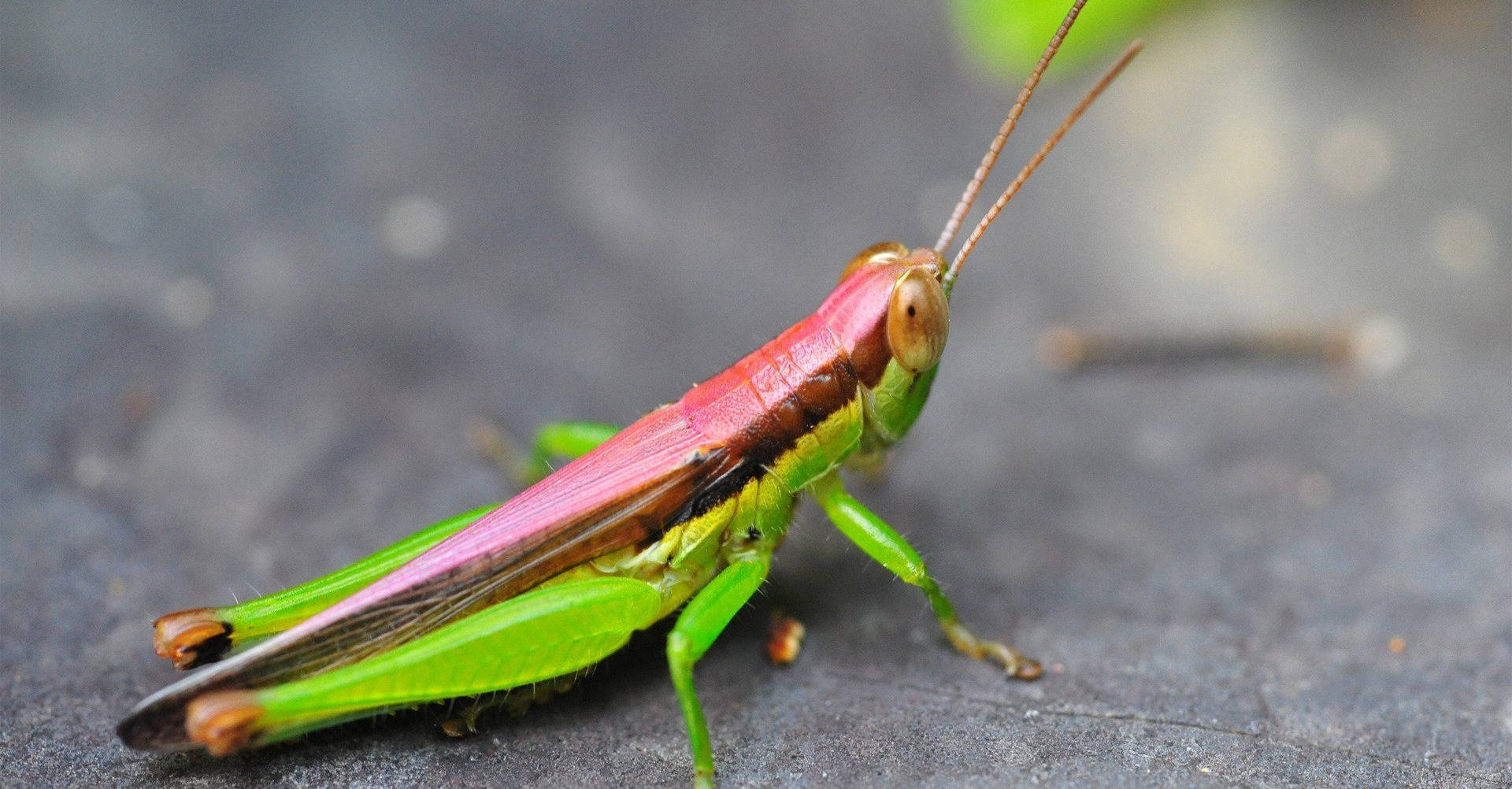 Pink Green Grasshopper Background