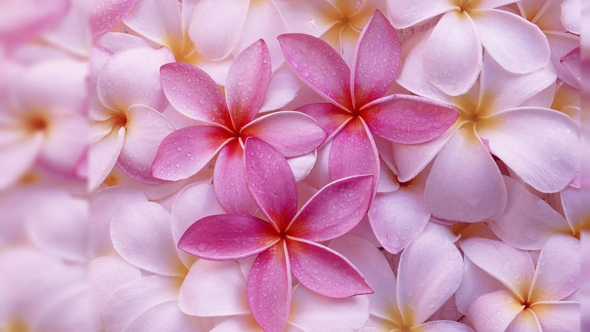 Pink Hawaiian Plumeria Flowers Background