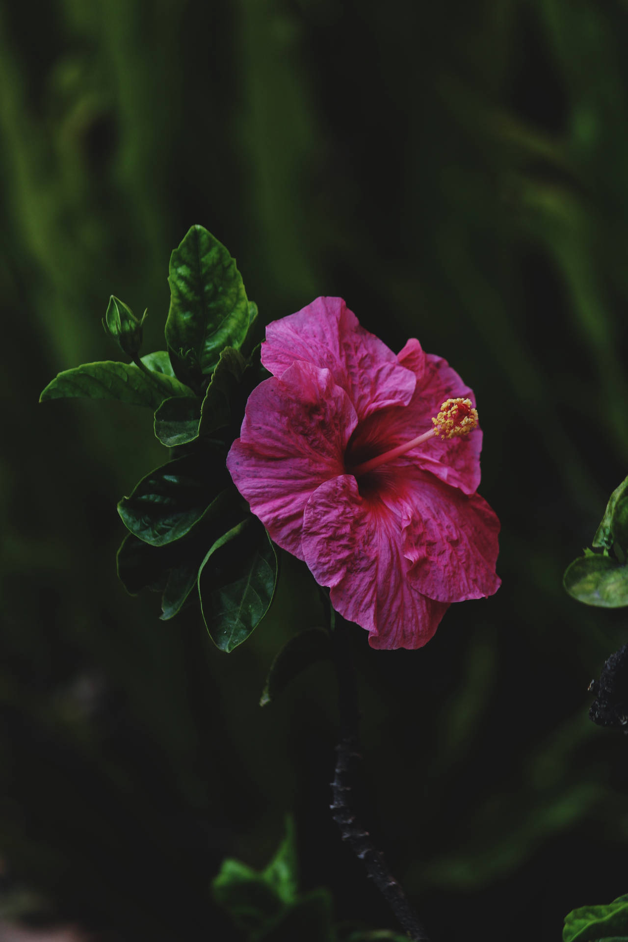Pink Hibiscus Flower Android Background
