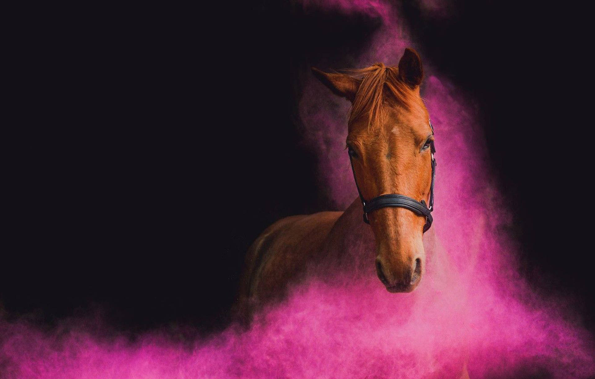 Pink Horse Face Background