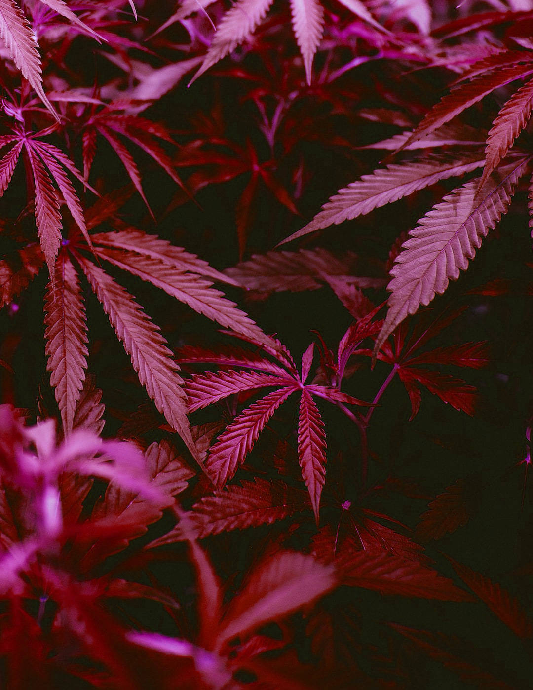 Pink Hue Plant Weed Aesthetics Background