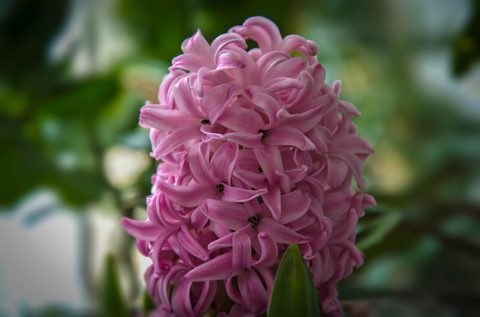 Pink Hyacinth Flower Cluster