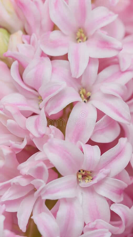 Pink Hyacinth Flowers In A Bouquet Royalty Free Stock Photos Background