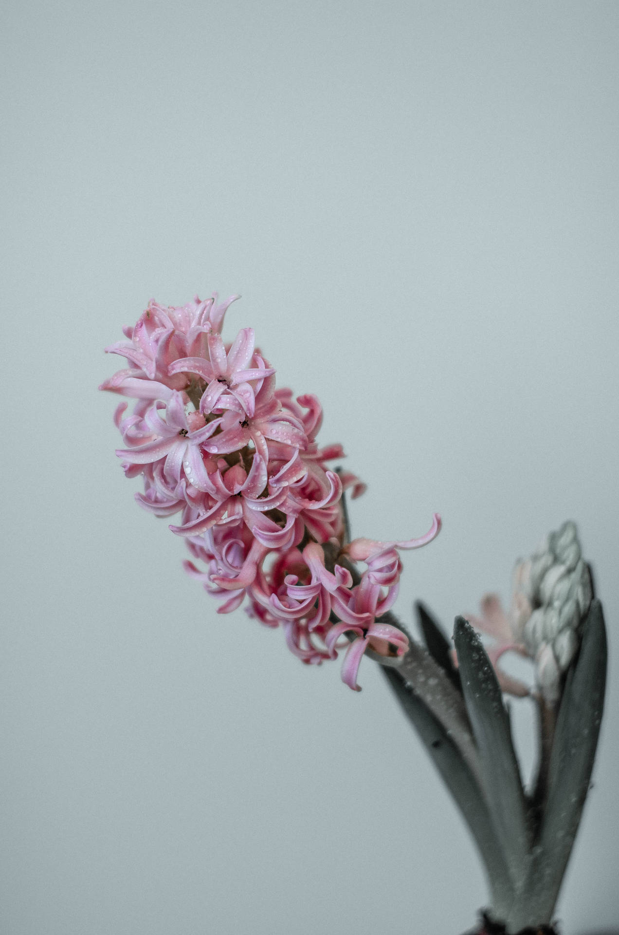 Pink Hyacinthflower Android